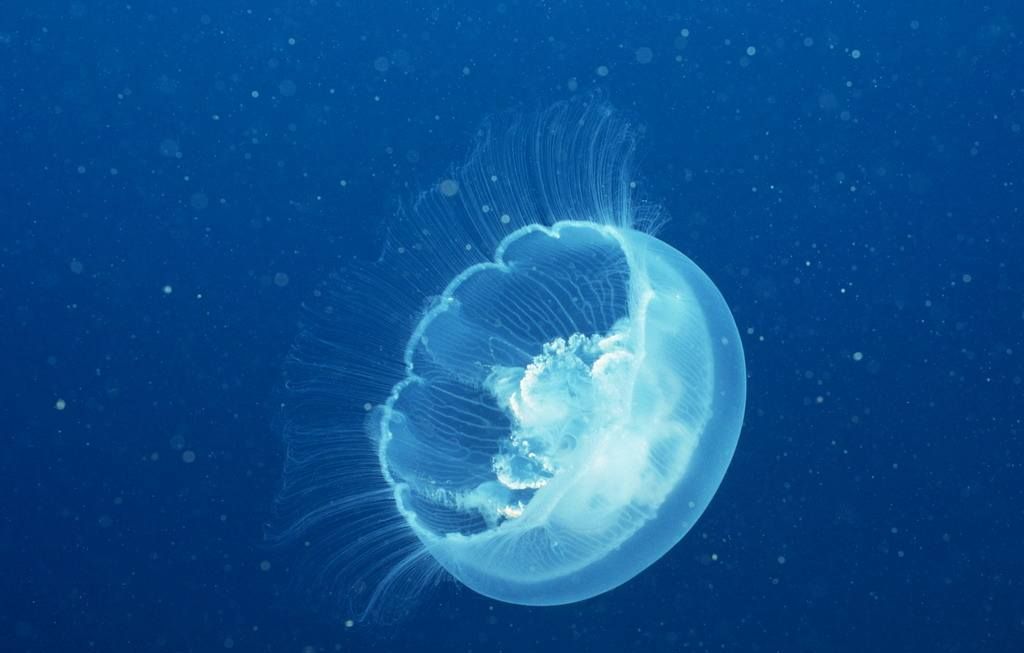 世界上“最大”的水母,触手长达40多米,堪称海洋霸主!