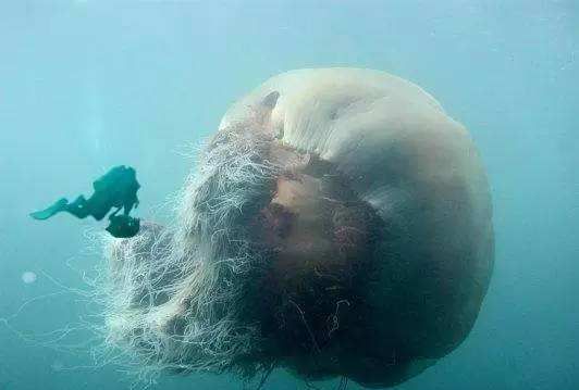 世界上“最大”的水母,触手长达40多米,堪称海洋霸主!