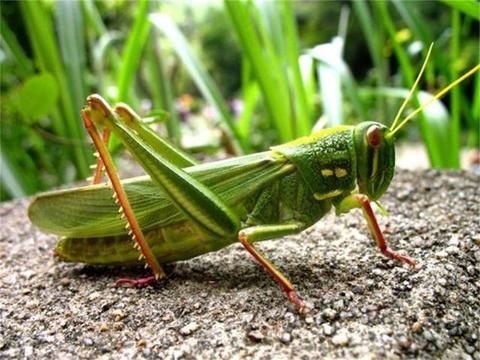 还记得2020年千亿只蝗虫吗？它们回来了！或将揭示...