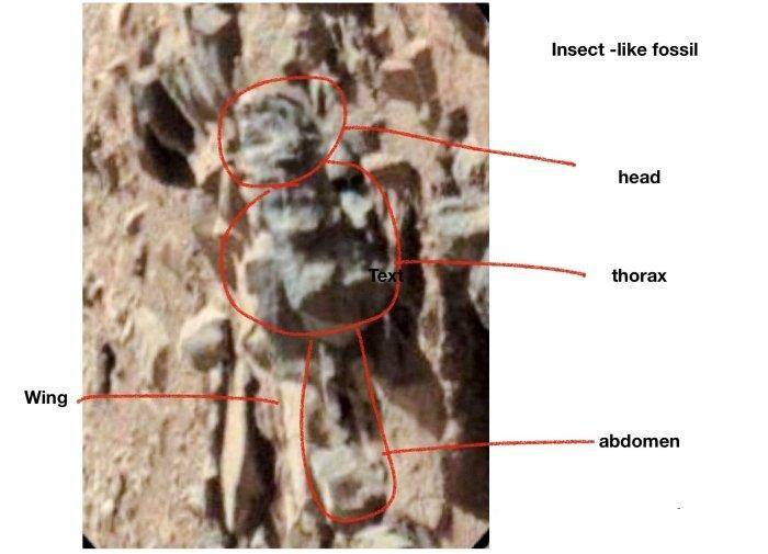火星上的化石证明了生命的存在,这已经被证实