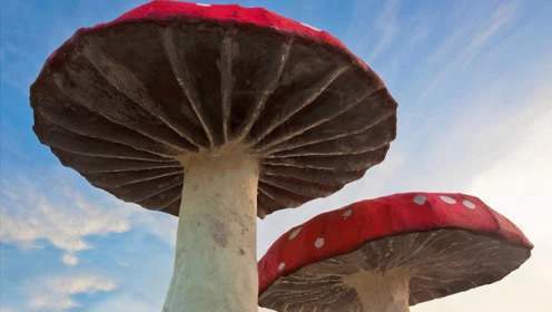 世界上最大的蘑菇相当于1665个足球场重量超过100吨