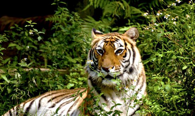 地球上最北端的热带雨林—西藏墨脱,中国最后的一块秘境 地球上最北端的热带雨林——西藏墨脱,中国最后的秘境