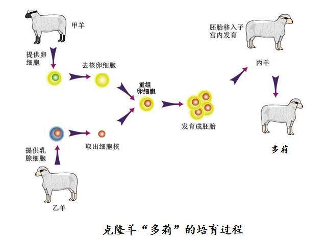 克隆羊多隆诞生过程第二个原因:存在早衰现象.