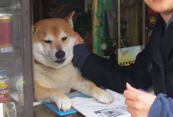 推开窗会看到 柴犬君 的香菸店连外国游客也被