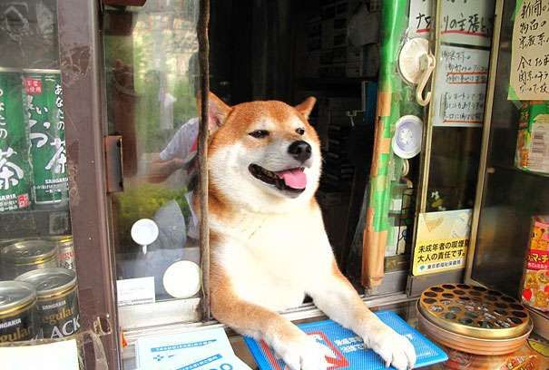 推开窗会看到 柴犬君 的香菸店连外国游客也被