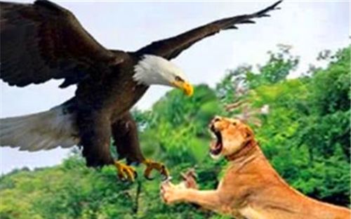 史上最大的老鹰,以吃狮子为生,身高达2米,至今都没发现其天敌