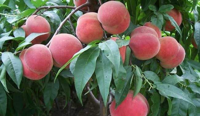 桃树怎样管理才能长出卖相好,口感好的桃子?