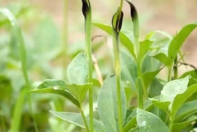 别再当野菜卖钱了,它和红薯很像,生吃会嘴麻,只有老农民才认识|半夏