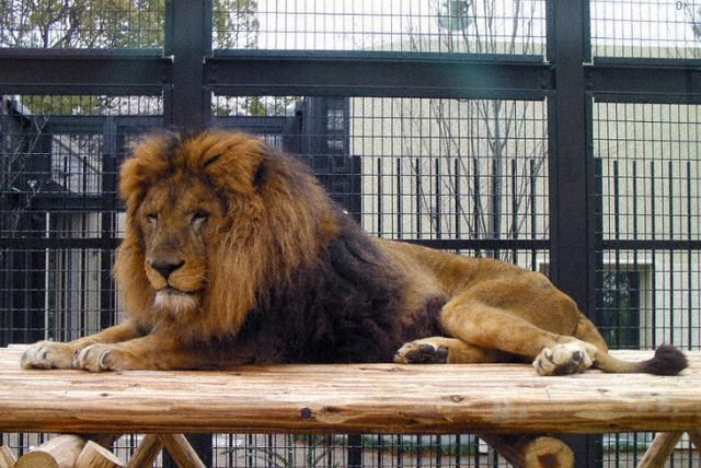 日本最长寿狮子去世,相当于人类100多岁,游客每天来动物园追思