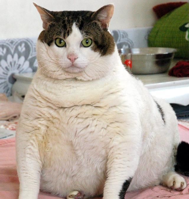 怀孕猫妈妈不爱吃饭,主要是这个原因!主人可以这样帮它