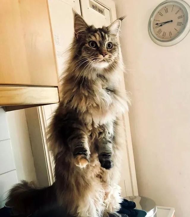 外表帅气威猛,蠢萌起来却是铁憨憨,缅因猫真的是宝藏猫咪啊