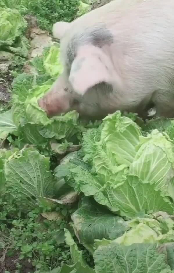 一只猪疯狂吃大白菜,网友:好白菜都被猪拱了!