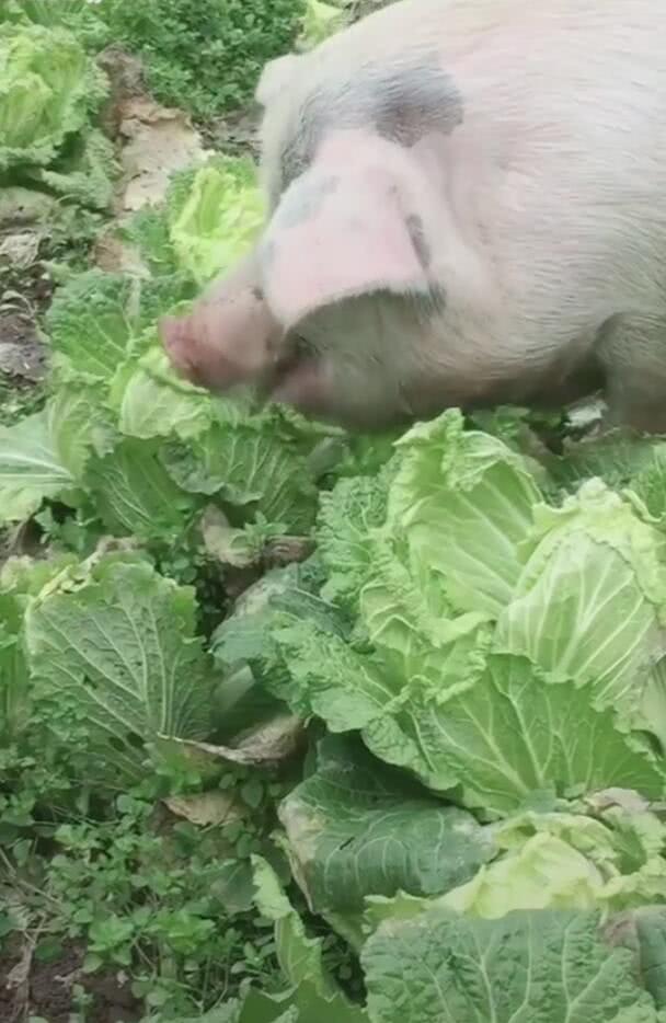 一只猪疯狂吃大白菜,网友:好白菜都被猪拱了!