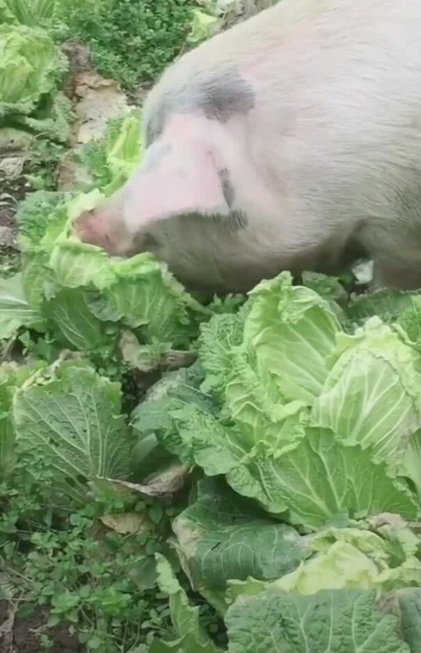 一只猪疯狂吃大白菜,网友:好白菜都被猪拱了!
