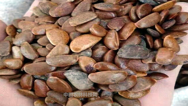 农村常见的软枣树,学名君迁子, 竟然有这么多用途 农村常见的软枣树,学名君迁子, 竟然有这么多用途