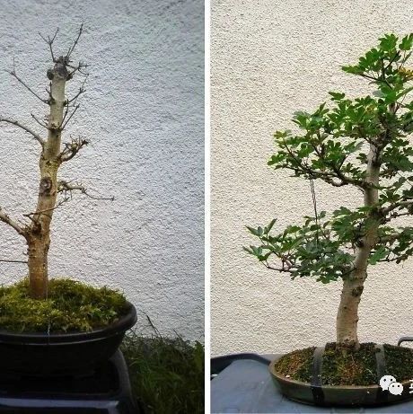 真是救命的神药吗?南京一小区枯树长出树灵芝!和灵芝...