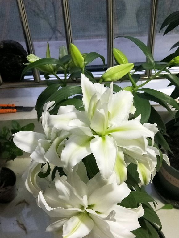 种盆香水百合,香味扑鼻,比香水都好闻,开花后还能做插花