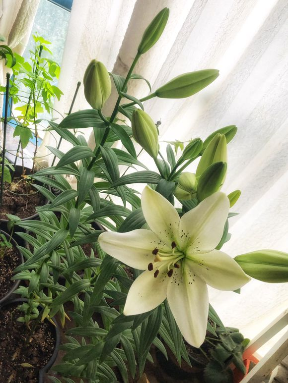 正文        百合花是可以繁殖的:白花的一片鳞片就能繁殖出很多小的