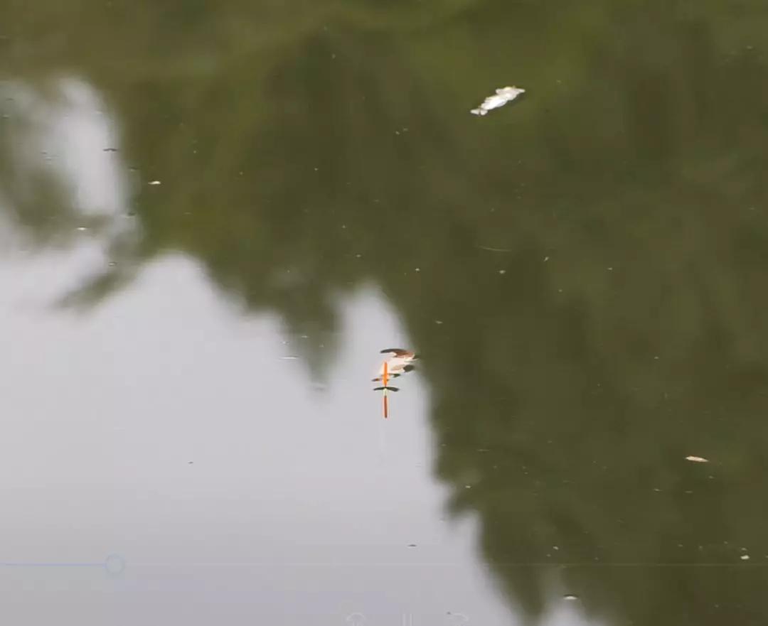 春季野钓鲫鱼的实用攻略,赶快收藏!
