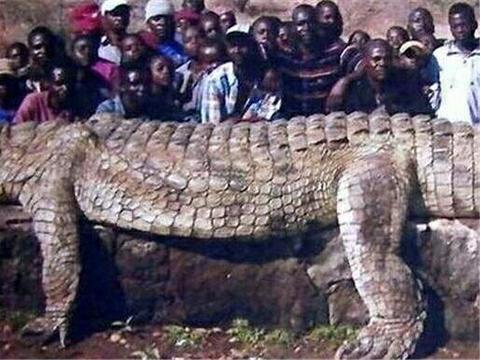 世界上最大的蛇是什么 巨蟒究竟能长多大