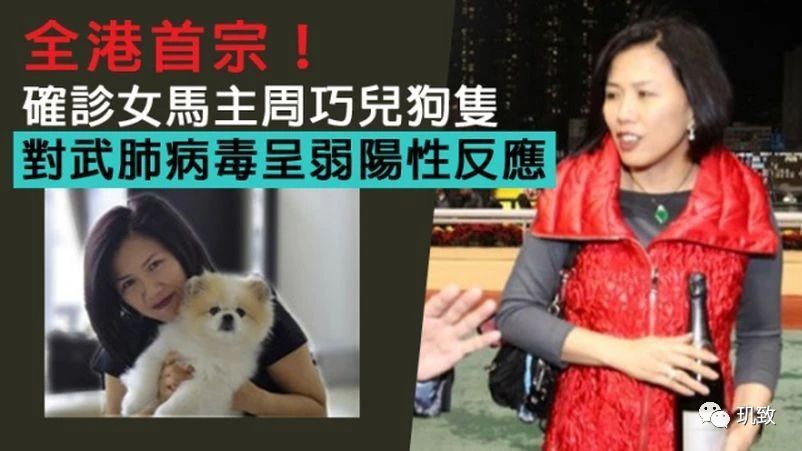 香港女富豪周巧儿感染新冠肺炎传及爱犬，香港富豪圈人心惶惶