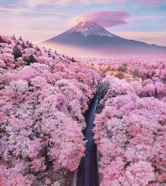 日本富士山小众打卡,领略最美樱花季!搭配温泉简直不要太舒服