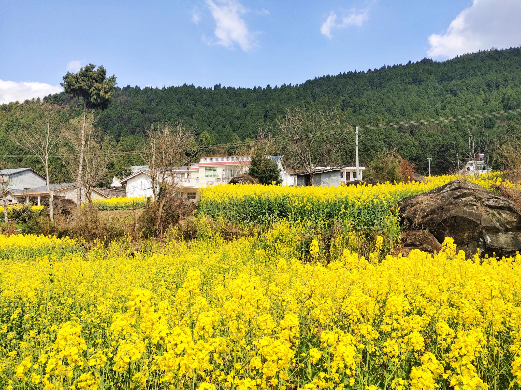 阳春三月,四川剑阁最美的乡村姜家坪,油菜花美到炸,你