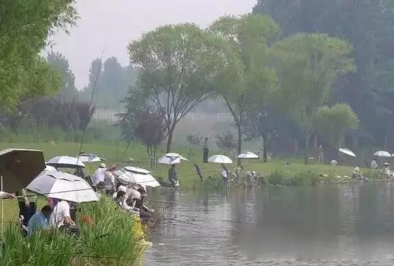 什么是钓鱼的黄金半小时,搞明白这些,连竿爆
