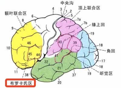 宝宝说话早聪明，还是说话晚聪明？终于有科学的答案了