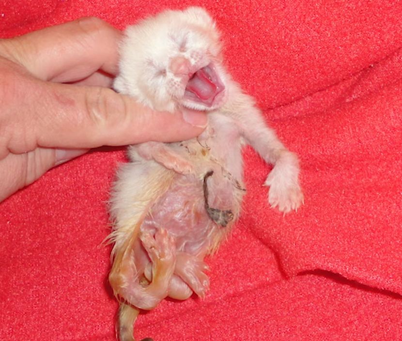 刚出生的3只小猫双腿弯曲,猫妈妈便扔给恩人照顾,从此