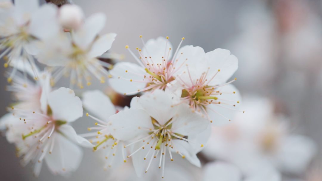 Sakura！大杭州的樱花已经开得漫山遍野！一起“云”赏！