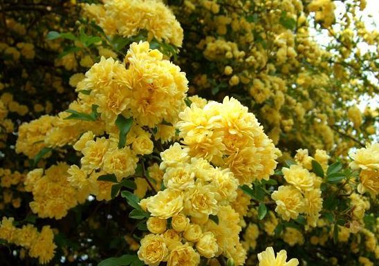 3月，桃花压枝头，一生相思，复合成真，和意中人幸福一生