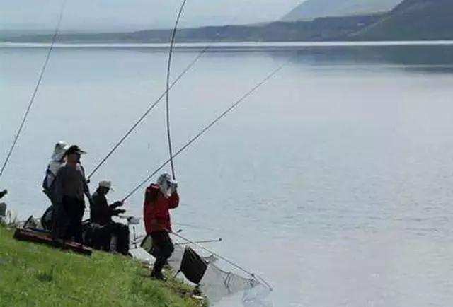 鲤鱼钓凸，鲫鱼钓凹！