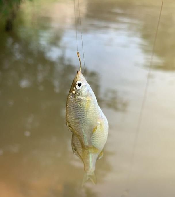 想躲开小鱼让饵料顺利到底？方向选对了，大鱼自然就进窝了