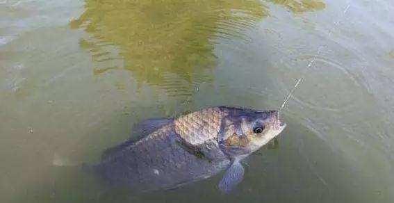 鲤鱼钓凸，鲫鱼钓凹！