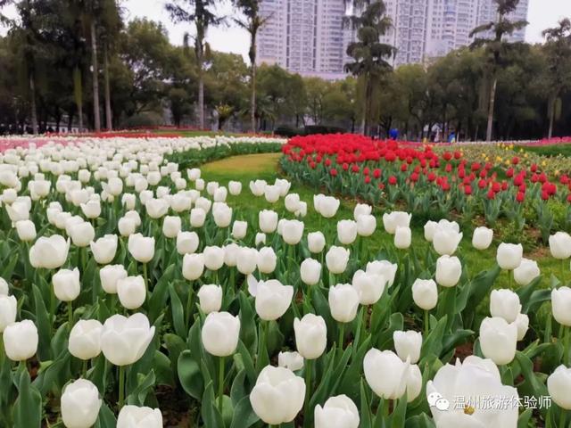 郁金香艳满春池,温州马鞍池公园郁金香花开闹