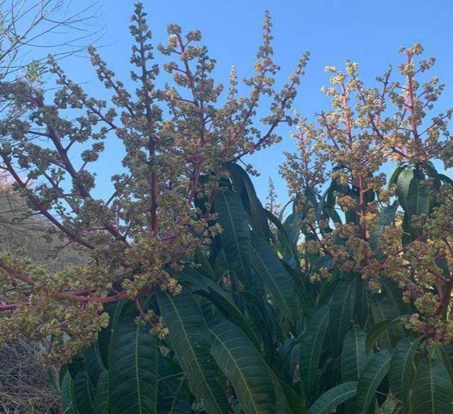 粗枝大叶 新浪网