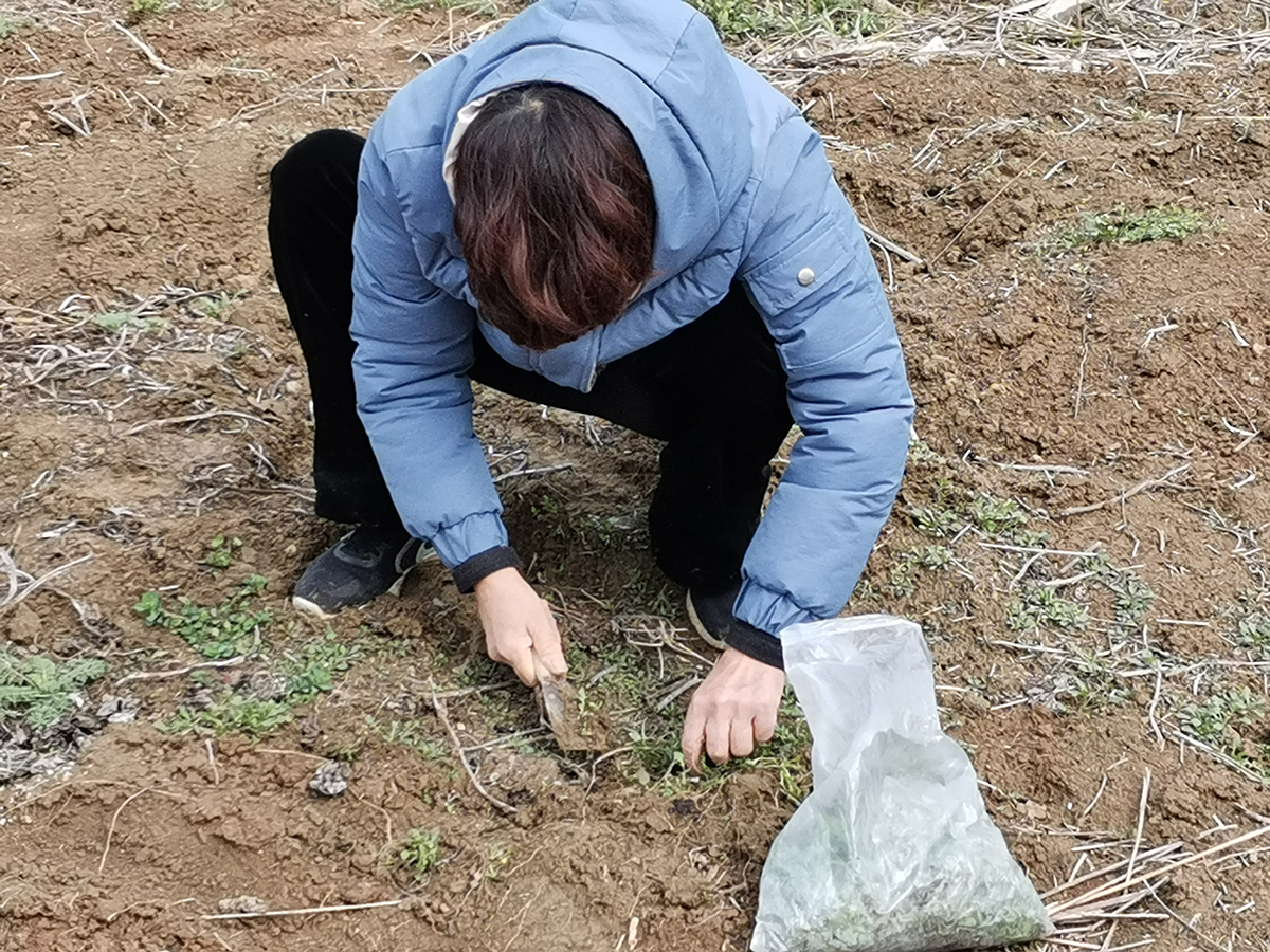 农村河道布满捕鱼人,休闲不忘挖菜:一种做法不可取