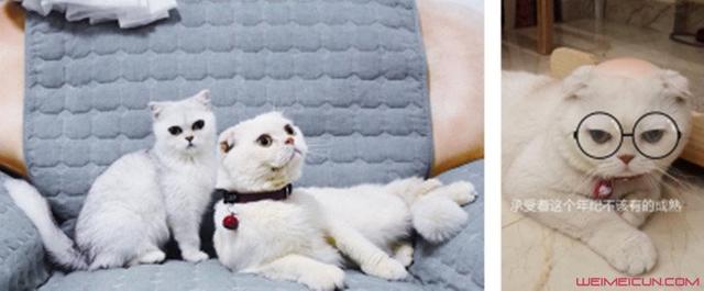 抖音刘二豆和瓜子是什么猫 刘二豆瓜子真的会说话吗其背景简介?