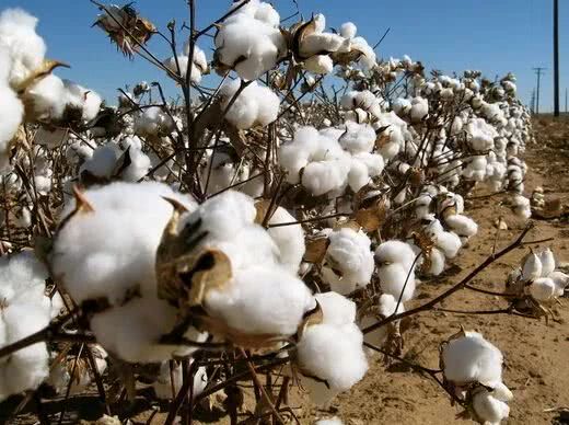 2018年棉花种植成本呈上涨趋势