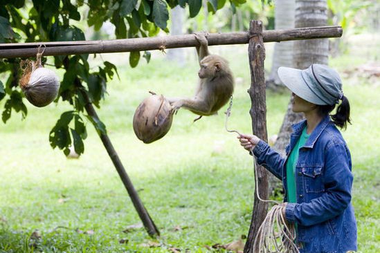 男子训练猴子做苦力,逼其每天摘数百个椰子,猴