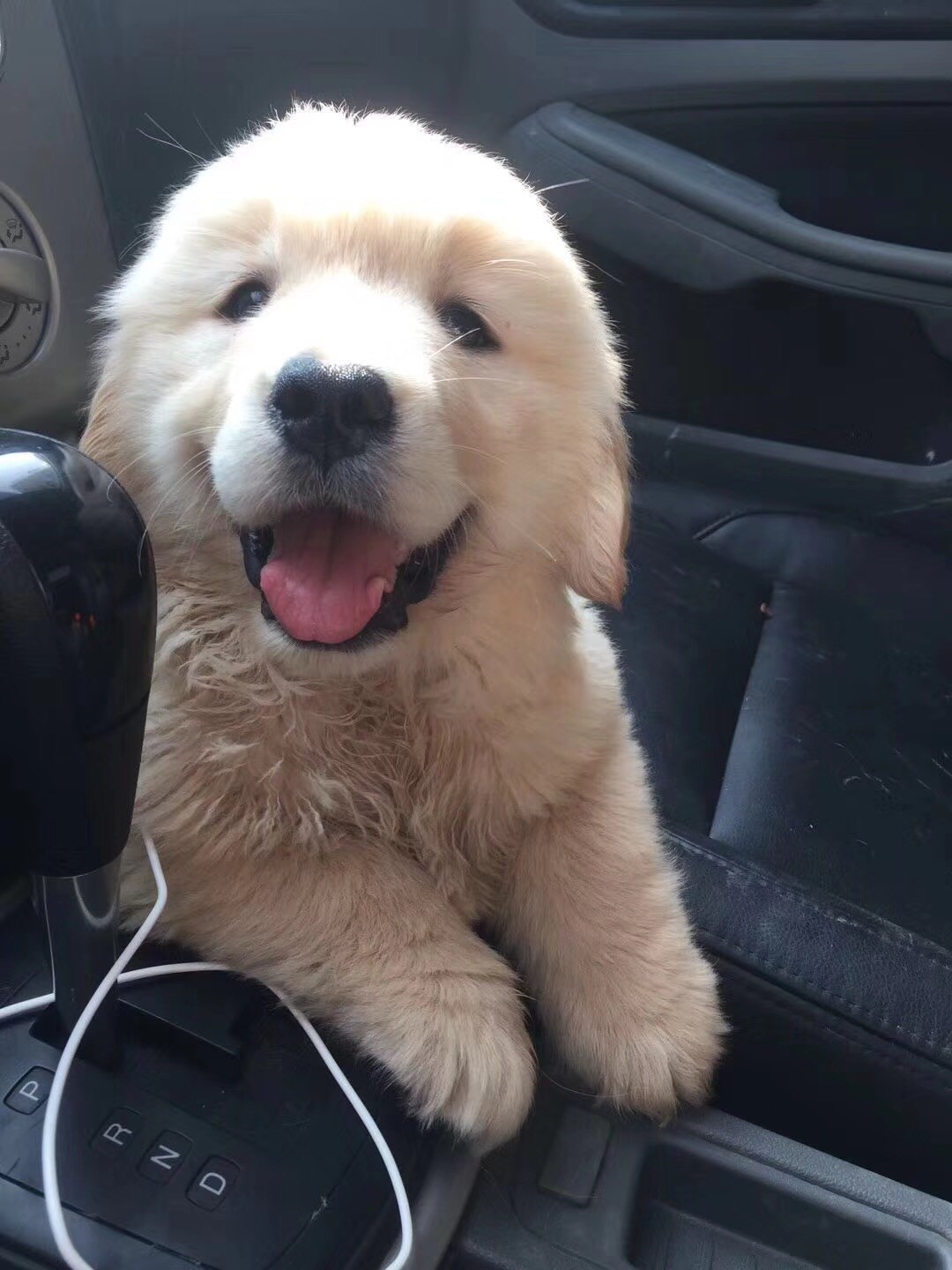 领导的儿子非要我儿子的小金毛