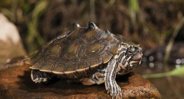 世界上十大最凶猛的龟,听说第一名能跟鳄鱼有