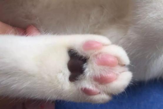 99%的铲屎官都不知道的关于猫咪“小肉垫”的秘密