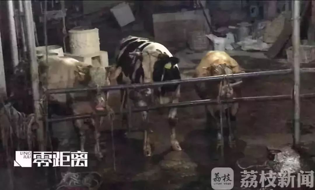 残忍!活牛屠宰前被注水120斤!牛流泪下跪