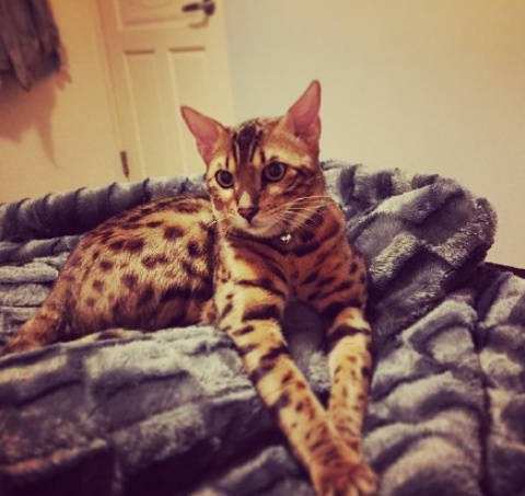 高智商又粘人，世界上最聪明的猫排行