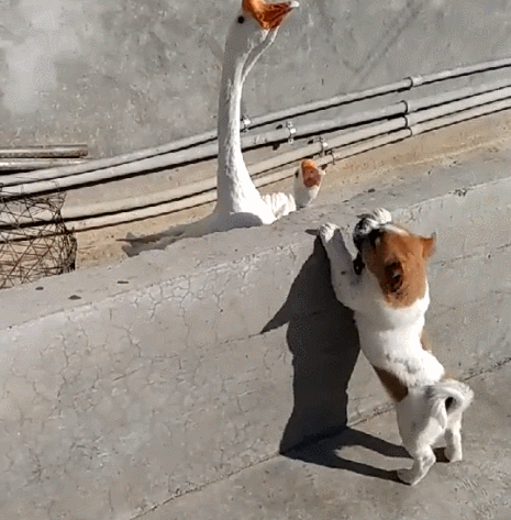 小狗跑去和鹅亲吻,把鹅当成妈妈,满满的爱!