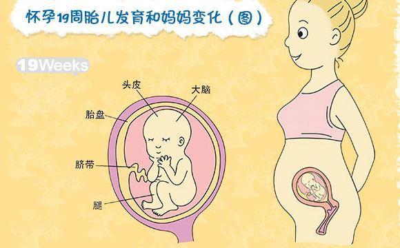 孕19周胎儿位置示意图,19周胎儿在母体内照片 孕19周,肚子里的宝宝在干吗?一起来看看妈妈和宝宝的