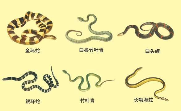 科普: 怎样区别有毒蛇和无毒蛇?