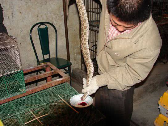 中国唯一蛇岛,2万条毒蛇控制这里,被叫做灵蛇
